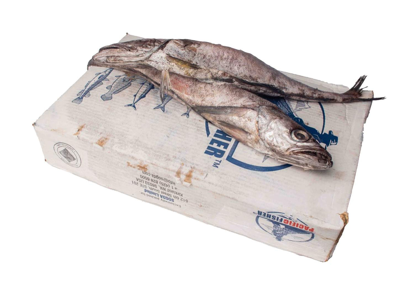 Pack of Hake Fish