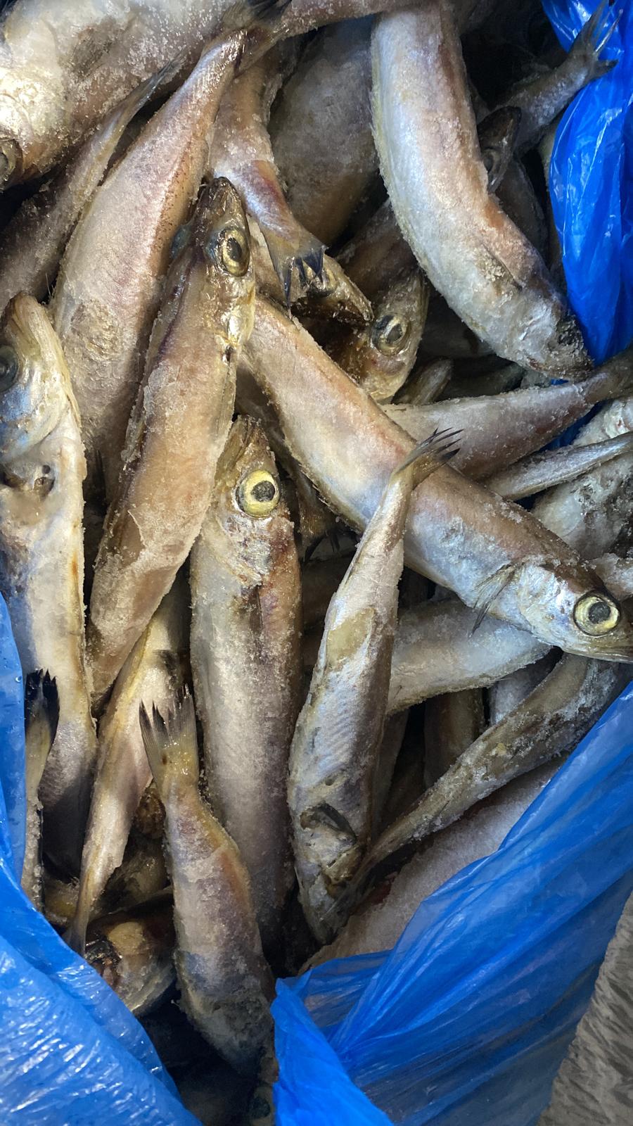Frozen Panla Fish (Blue Whiting).