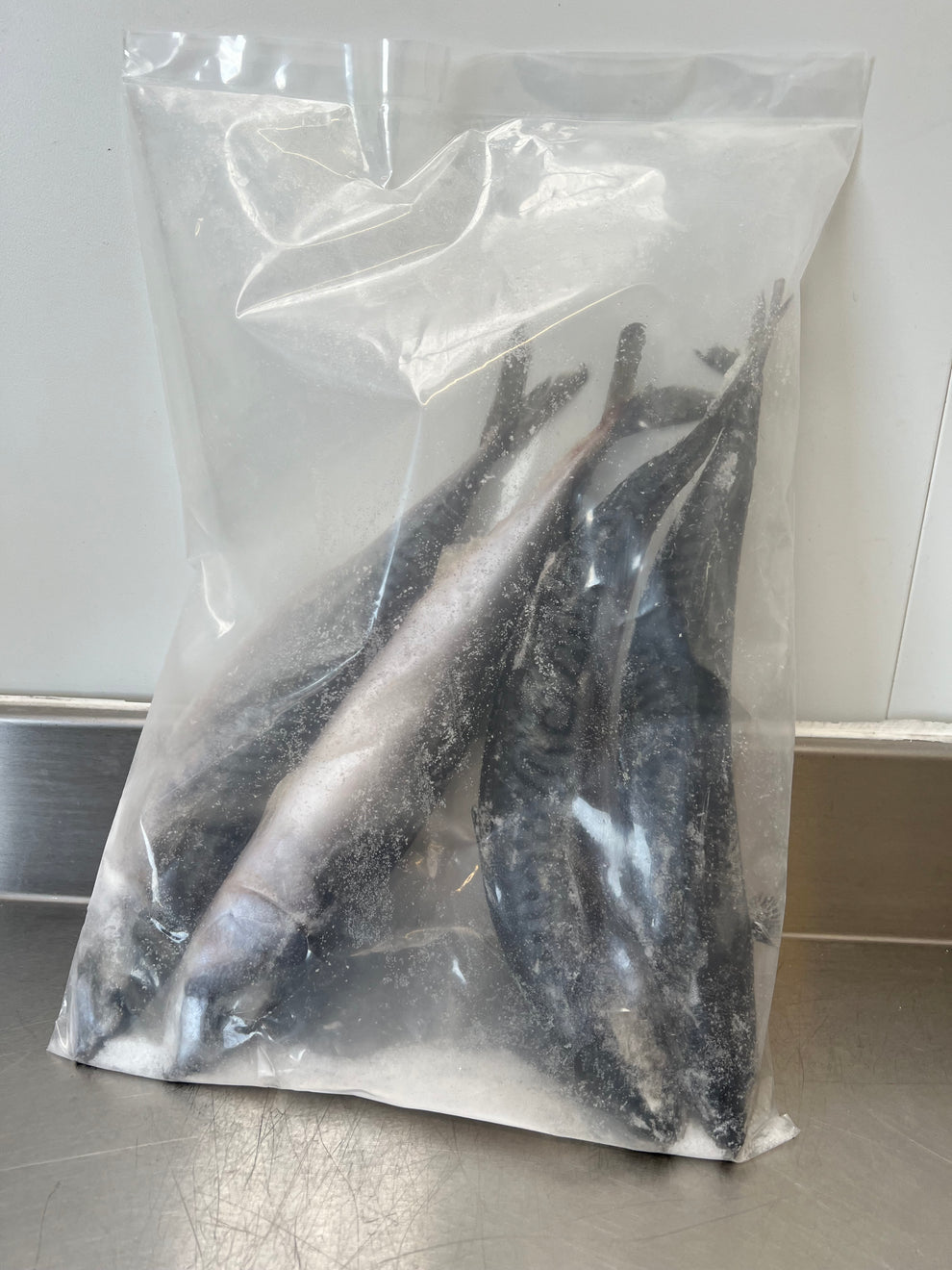 Mackerel Fish.