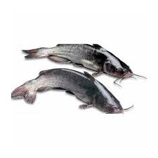 Fresh Catfish
